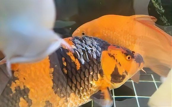 錦鯉被別的魚咬掉了鱗,怎么辦