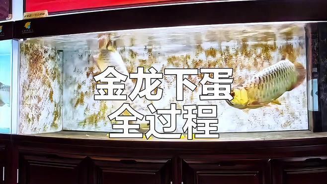 金龍魚在魚缸繁殖視頻