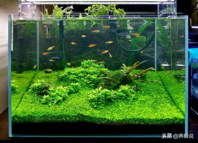 魚缸多久要換水一次（如何判斷魚缸水質好壞）