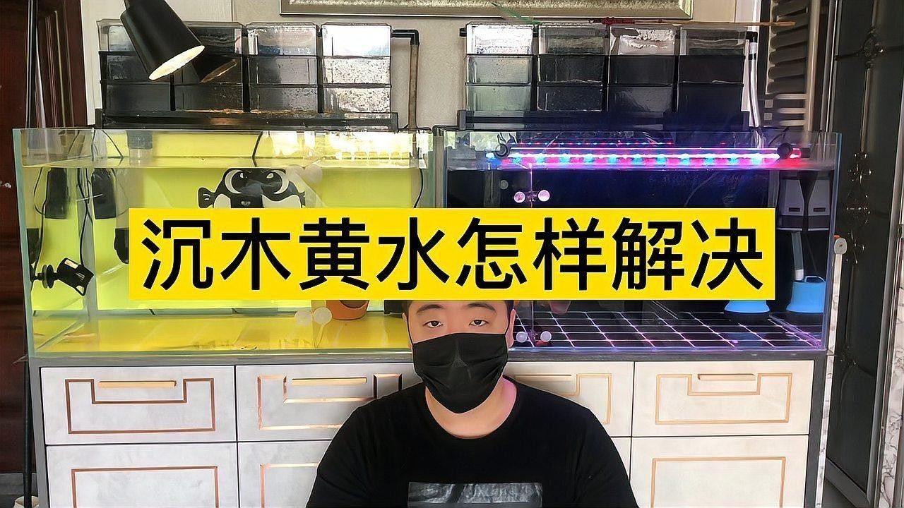 沉木多久會停止黃水？