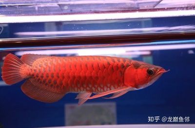 紅龍魚鑒賞特點(diǎn)是什么（紅龍魚的外形特征和發(fā)色要點(diǎn)鑒別紅龍魚的特點(diǎn)） 紅龍魚鑒賞特點(diǎn)是什么（紅龍魚的外形特征和發(fā)色要點(diǎn)鑒別紅龍魚的特點(diǎn)） 龍魚百科 第1張