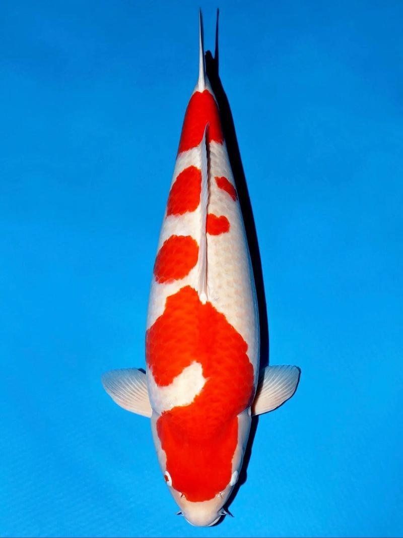 錦鯉紅白幾段最好