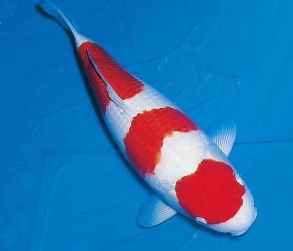 錦鯉紅白幾段最好