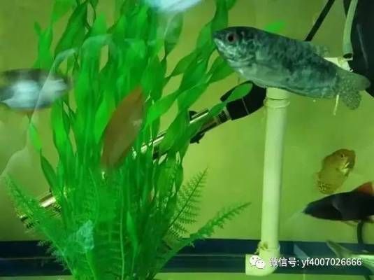 龍魚缸溫度計最簡單處理方法是什么：如何校準龍魚缸溫度計