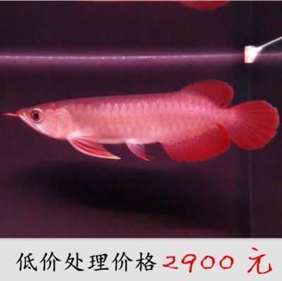 品牌紅龍魚苗和魚苗區別大嗎視頻：牌紅龍魚苗和普通魚苗的區別