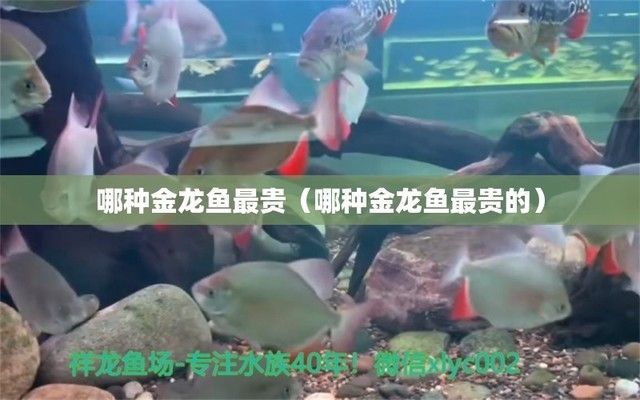 金龍魚貴嗎最貴的是什么魚，金龍魚市場價格一般是多少