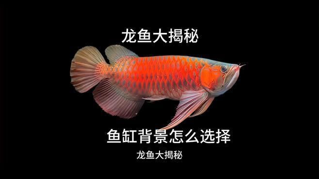如何挑選適合紅龍魚的魚缸？
