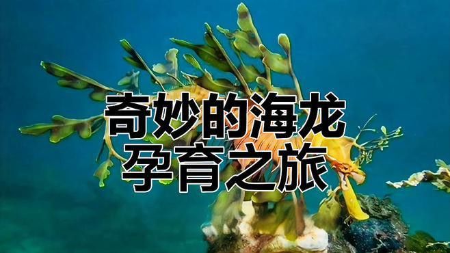 淡水海龍魚一窩能生多少只