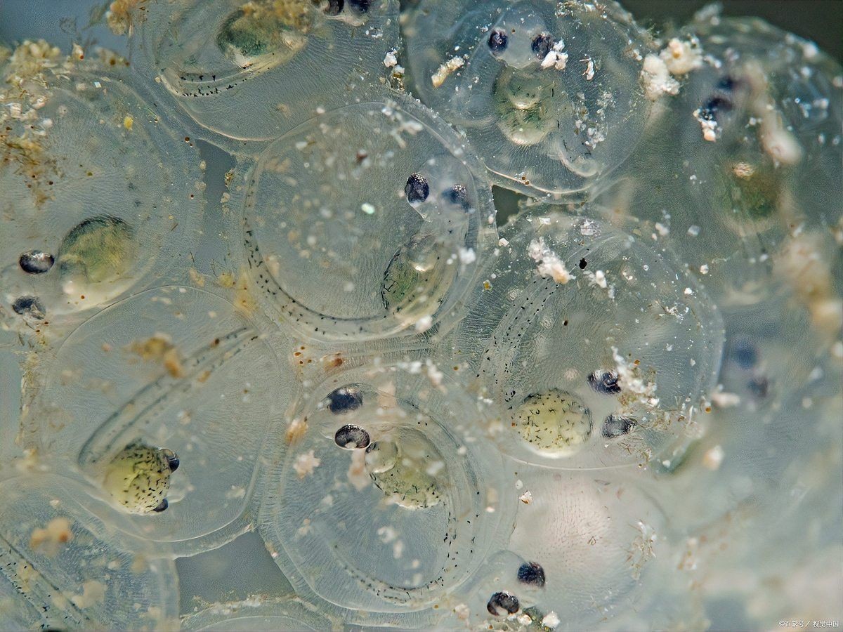 淡水海龍魚一窩能生多少只