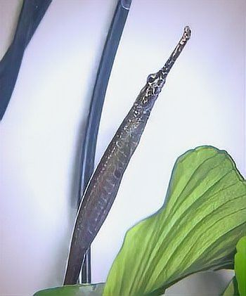 淡水海龍魚一窩能生多少只