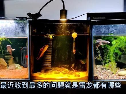 雷龍魚如何養