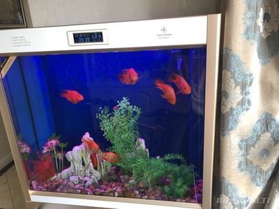 紅龍魚價位（紅龍魚市場價格走勢）
