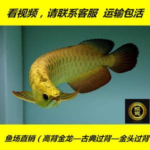 龍魚知道飽嗎：龍魚是否知道飽的回答：龍魚是否知道飽的回答
