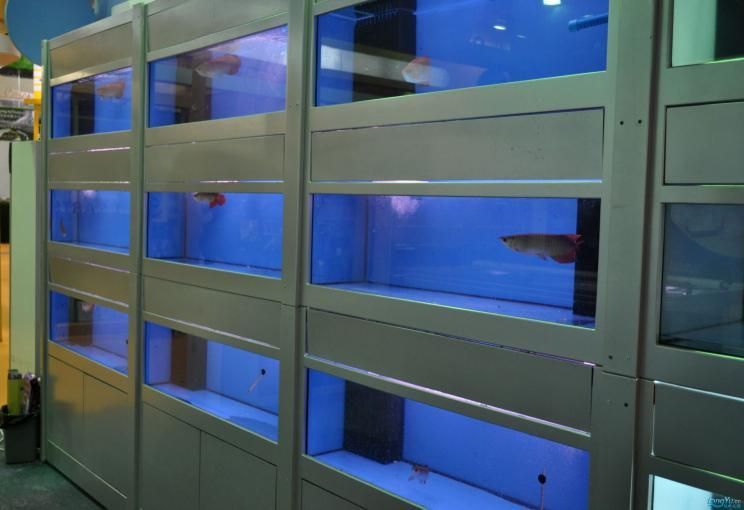 龍魚身上有白色棉絮狀物怎么回事：龍魚身上出現白色棉絮狀物可能是水霉病的癥狀