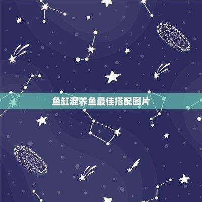 過背金龍魚多少錢（過背金龍魚價格對比過背金龍魚價格對比）