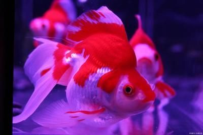 魚友交流平臺推薦：武釣江湖釣魚技巧分享武釣江湖釣魚技巧分享 魚友交流平臺推薦：武釣江湖釣魚技巧分享武釣江湖釣魚技巧分享 龍魚百科 第4張