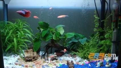 魚友交流平臺推薦：武釣江湖釣魚技巧分享武釣江湖釣魚技巧分享 魚友交流平臺推薦：武釣江湖釣魚技巧分享武釣江湖釣魚技巧分享 龍魚百科 第5張