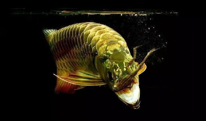 如何讓金龍魚快速起框，金龍魚如何快速起框