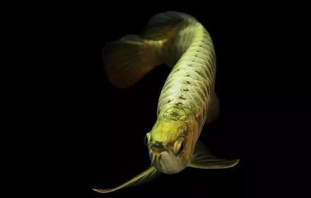 如何讓金龍魚快速起框，金龍魚如何快速起框