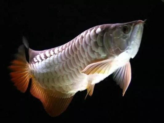 如何讓金龍魚快速起框，金龍魚如何快速起框