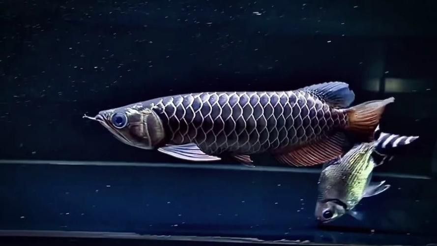 大龍魚長什么樣子圖片