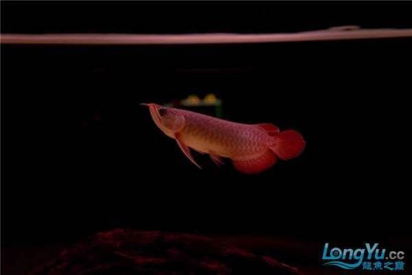 紅龍魚魚缸側燈放在什么位置多長時間：紅龍魚魚缸側燈的位置