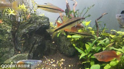 紅龍魚魚缸側燈放在什么位置多長時間：紅龍魚魚缸側燈的位置
