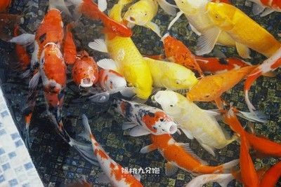銀龍魚大口張嘴呼吸不吃正常嗎（銀龍魚大口張嘴呼吸不吃食是怎么回事？）