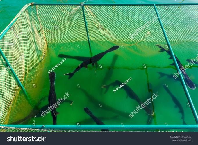 龍魚哪里好看圖片
