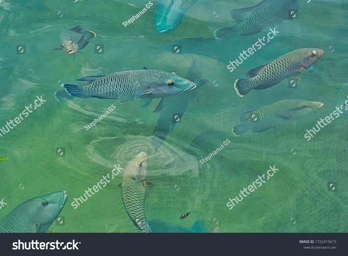 龍魚哪里好看圖片