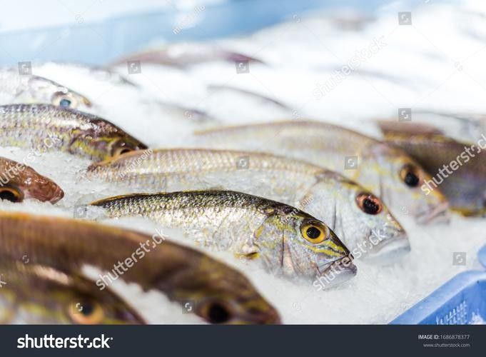 龍魚哪里好看圖片