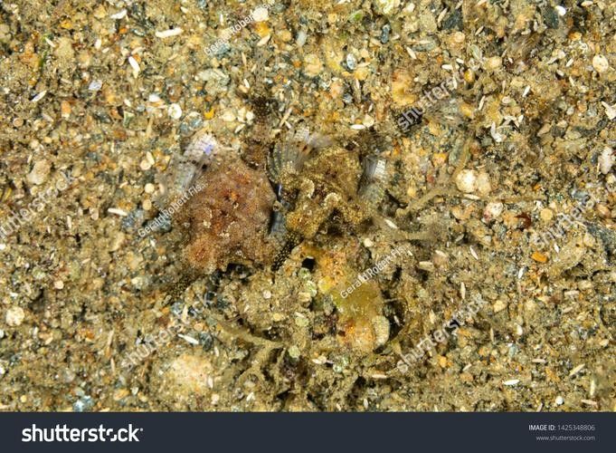 龍魚哪里好看圖片
