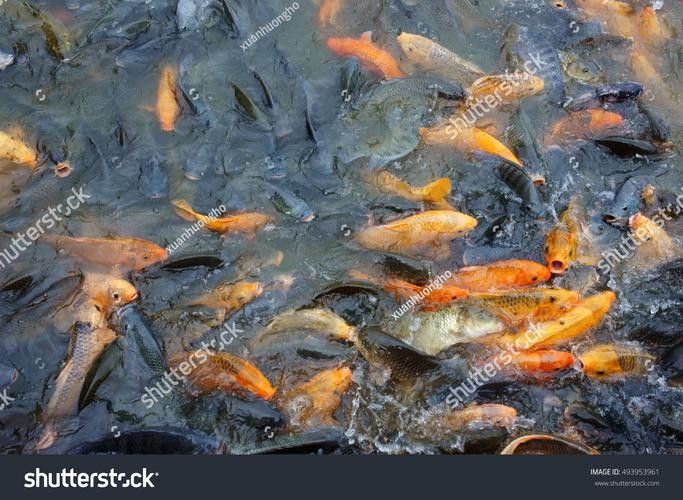 龍魚哪里好看圖片