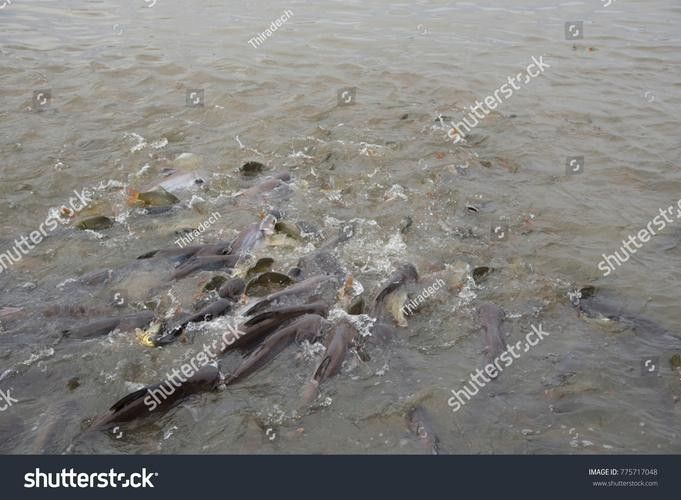龍魚哪里好看圖片