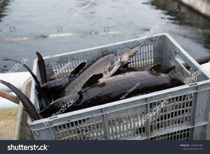 龍魚哪里好看圖片