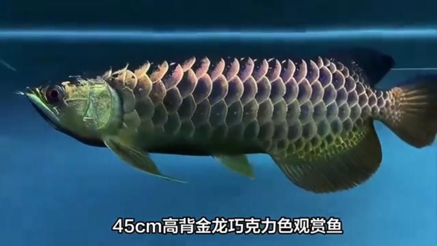 龍魚哪里好看圖片