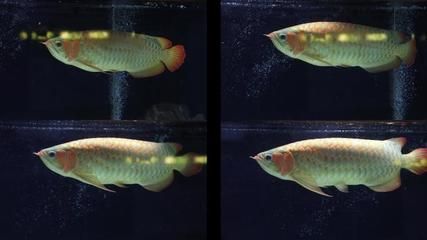 金龍魚ae（金龍魚ae系列產品）