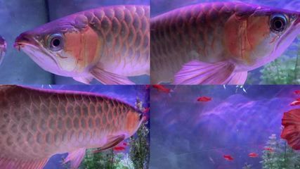 金龍魚ae（金龍魚ae系列產品）