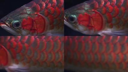 金龍魚ae（金龍魚ae系列產品）