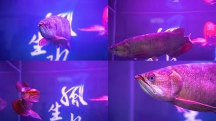 金龍魚ae（金龍魚ae系列產品）