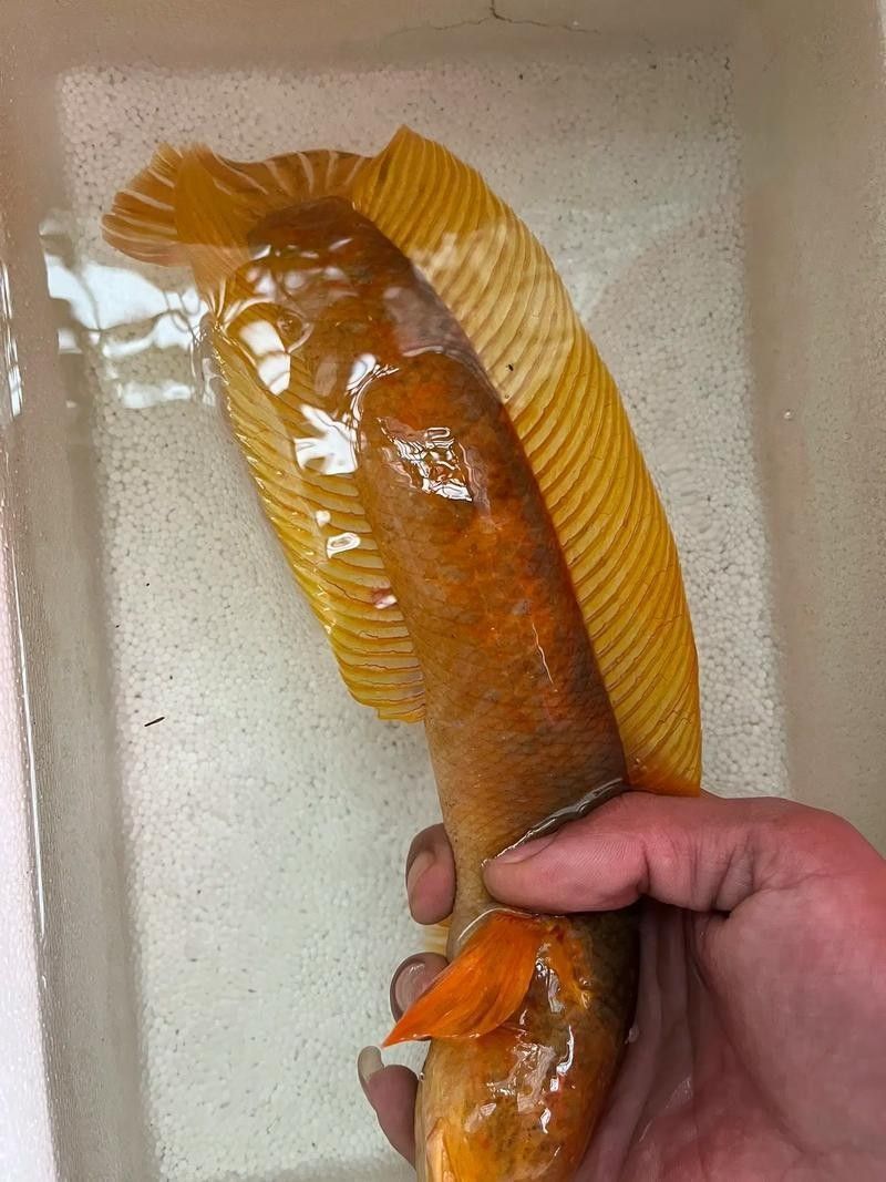 雷龍魚帆比怎么看