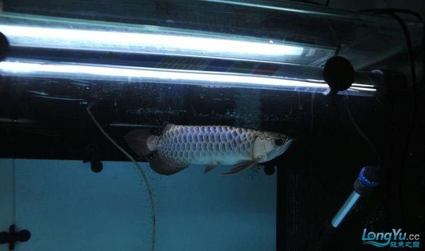 龍魚什么體型好看圖片欣賞