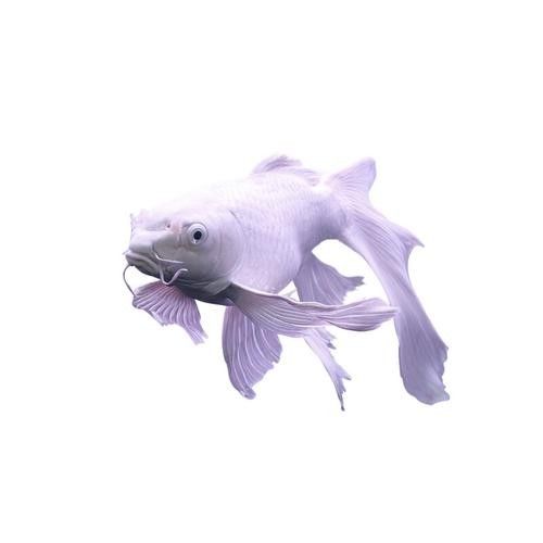 龍魚什么體型好看圖片欣賞