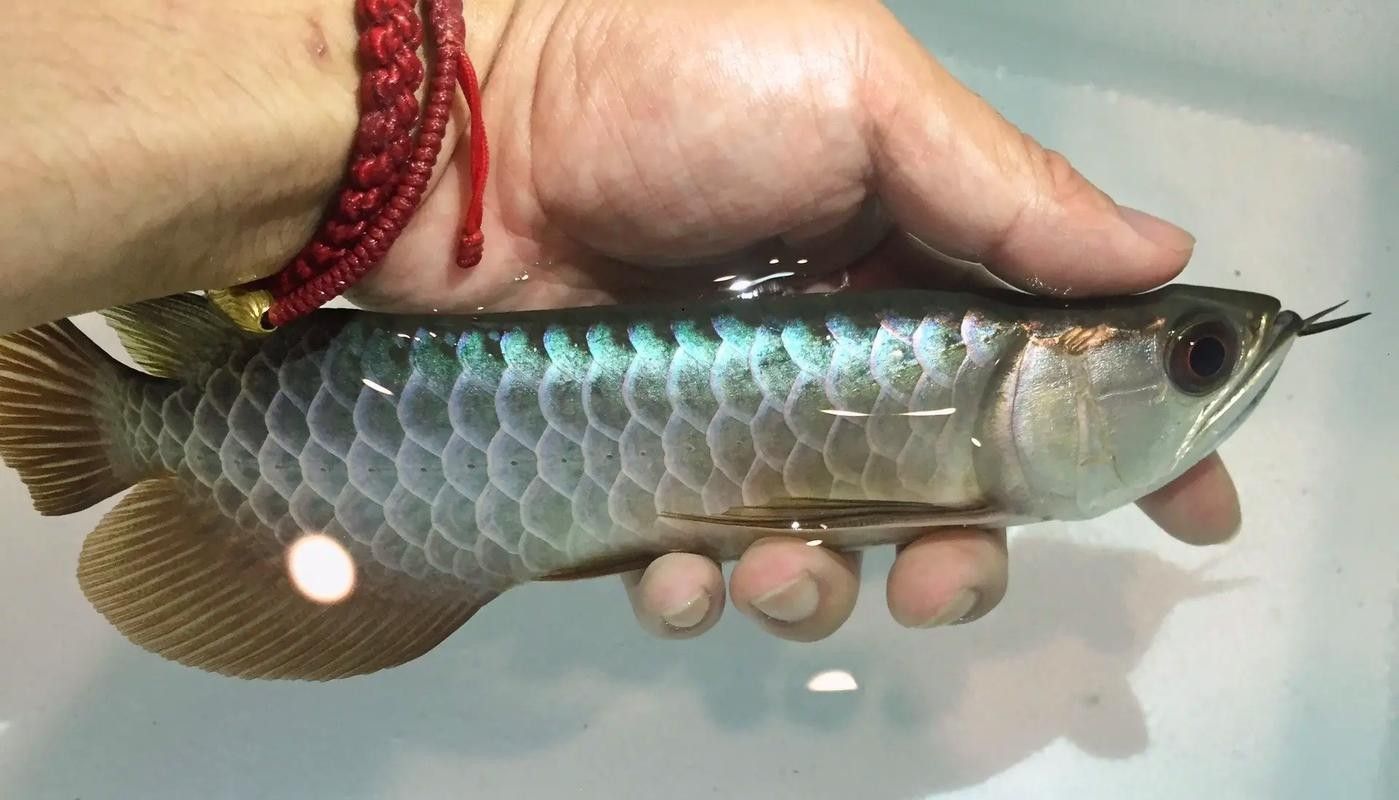 龍魚什么體型好看圖片欣賞