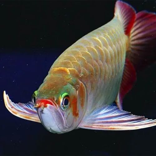 龍魚什么體型好看圖片欣賞