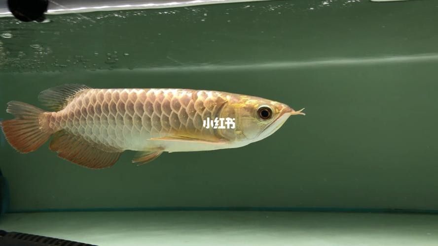 龍魚什么體型好看圖片欣賞