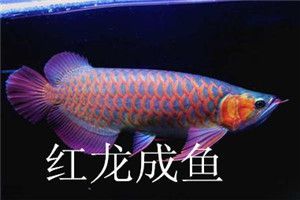 銷售龍魚需要的手續：根據搜索結果，銷售龍魚需要辦理的相關手續