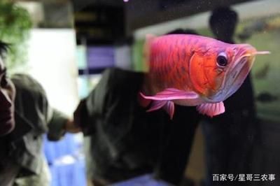 紅龍魚飼養技巧：紅龍魚的飼養技巧