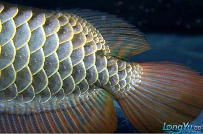 龍魚顏色價格大全：龍魚的顏色與價格的關系