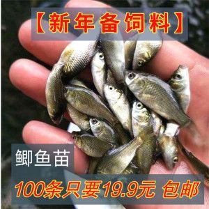 龍魚可以喂草魚嗎：龍魚可以喂草魚，但要注意喂食量和頻率